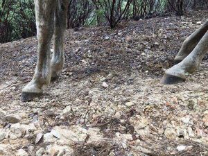 Health – Tera Nikki Hooves