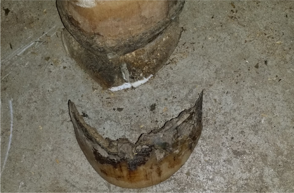 hoof armor_blog health